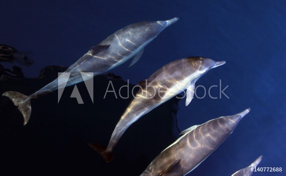 Bild på Pacific Common Dolphins Swimming Underwater